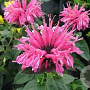 Monarda 'Pink Lace' GM P9 BIO