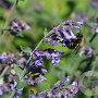Nepeta 'Dropmore' GM P9 BIO