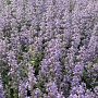 Nepeta 'Gletschereis' GM P9 BIO