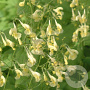 Nepeta govaniana GM P9 BIO