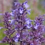 Nepeta grandiflora 'Bramdean' GM P9 BIO