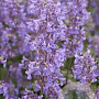 Nepeta grandiflora 'Summer Magic' GM P9 BIO