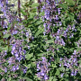 Nepeta racemosa 'Blue Wonder' GM P9 BIO
