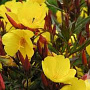 Oenothera fruticosa glauca GM P9 BIO
