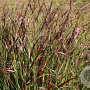 Panicum virgatum 'Rotstrahlbusch' GM P9 BIO