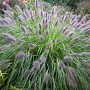 Pennisetum al. 'Herbstzauber' GM P9 BIO