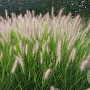 Pennisetum al. 'Reborn' GM P9 BIO