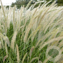 Pennisetum orientale GM P9 BIO