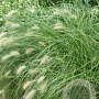 Pennisetum villosum GM P9 BIO