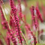 Persicaria a. 'High Society' GM P9 BIO
