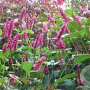 Persicaria a. 'Inverleith' GM P9 BIO
