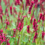Persicaria a. 'Red Baron' GM P9 BIO