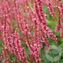 Persicaria a. 'Seven Oaks Village' GM P9 BIO