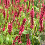 Persicaria a. 'Vesuvius' GM P9 BIO
