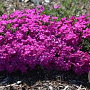 Phlox (D) 'Crackerjack' GM P9 BIO