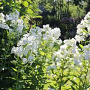 Phlox (P) 'David' GM P9 BIO