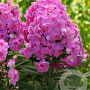 Phlox (P) 'Eva Cullum' GM P9 BIO