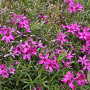 Phlox (S) 'Temiskaming' GM P9 BIO