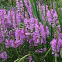 Physostegia v. 'Red Beauty' GM P9 BIO