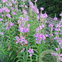 Physostegia v. 'Rosea' GM P9 BIO