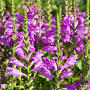 Physostegia v. 'Vivid' GM P9 BIO