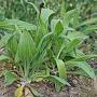 Plantago lanceolata GM P13 Biologisch