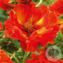 Potentilla 'Gibson's Scarlet' GM P9 BIO
