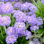 Primula denticulata GM P9 BIO
