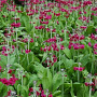 Primula pulverulenta GM P9 BIO