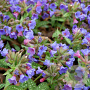 Pulmonaria 'Trevi Fountain' GM P9 BIO