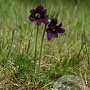Pulsatilla v. 'Rubra' GM P9 BIO