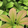Rodgersia henrici GM P9 BIO
