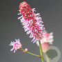 Sanguisorba o. 'Pink Tanna' GM P9 BIO