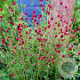 Sanguisorba o. 'Tanna' GM P9 BIO