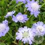 Scabiosa cauc. 'Perfecta' GM P9 BIO