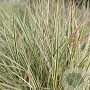 Schizachyrium sc. 'Chameleon' GM P9 BIO