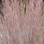 Schizachyrium sc. 'St.Ovation' GM P9 BIO