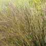 Schizachyrium sc. 'Wild West' GM P9 BIO