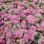 Sedum 'Abbeydore' GM P9 BIO