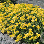Sedum acre GM P9 BIO