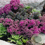 Sedum ewersii GM P9 BIO