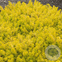 Sedum reflexum 'Angelina' GM P9 BIO