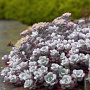 Sedum spathulifolium 'Purpureum' GM P9 BIO