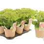 Sedum t. Seduction Yellow Delicat GM P9 BIO