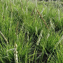 Sesleria argentea GM P9 BIO