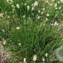 Sesleria heufleriana GM P9 BIO