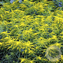 Solidago 'Laurin' GM P9 BIO