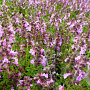Teucrium cham. 'Nanum' GM P9 BIO