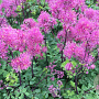 Thalictrum 'Little Pinkie' GM P9 BIO