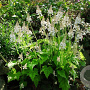 Tiarella c. 'Moorgrün' GM P9 BIO